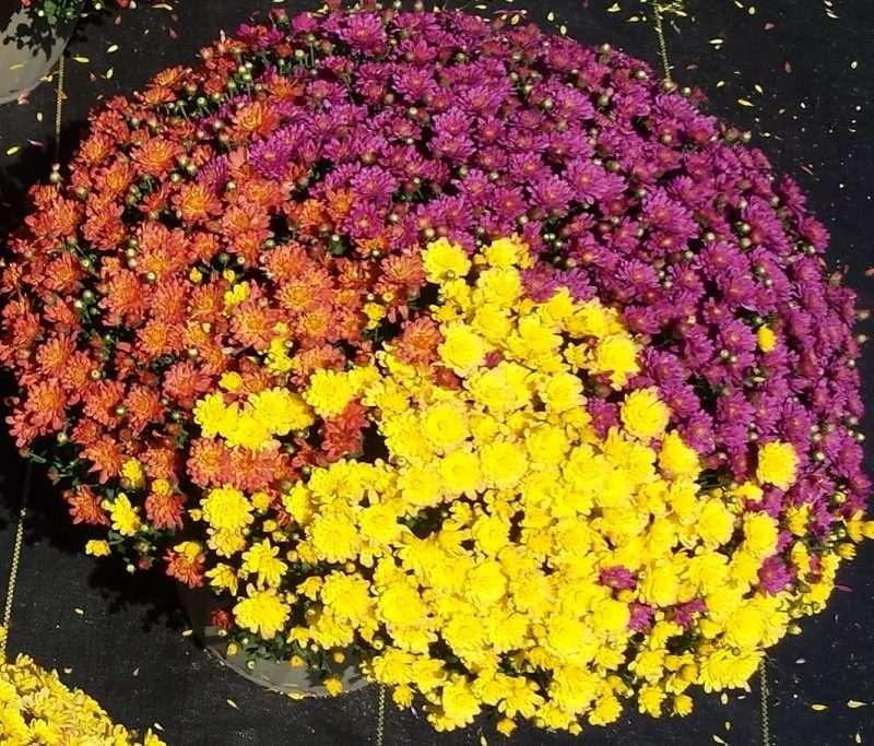 Mum Mix Tri Color - View 6 from www redcrocus com