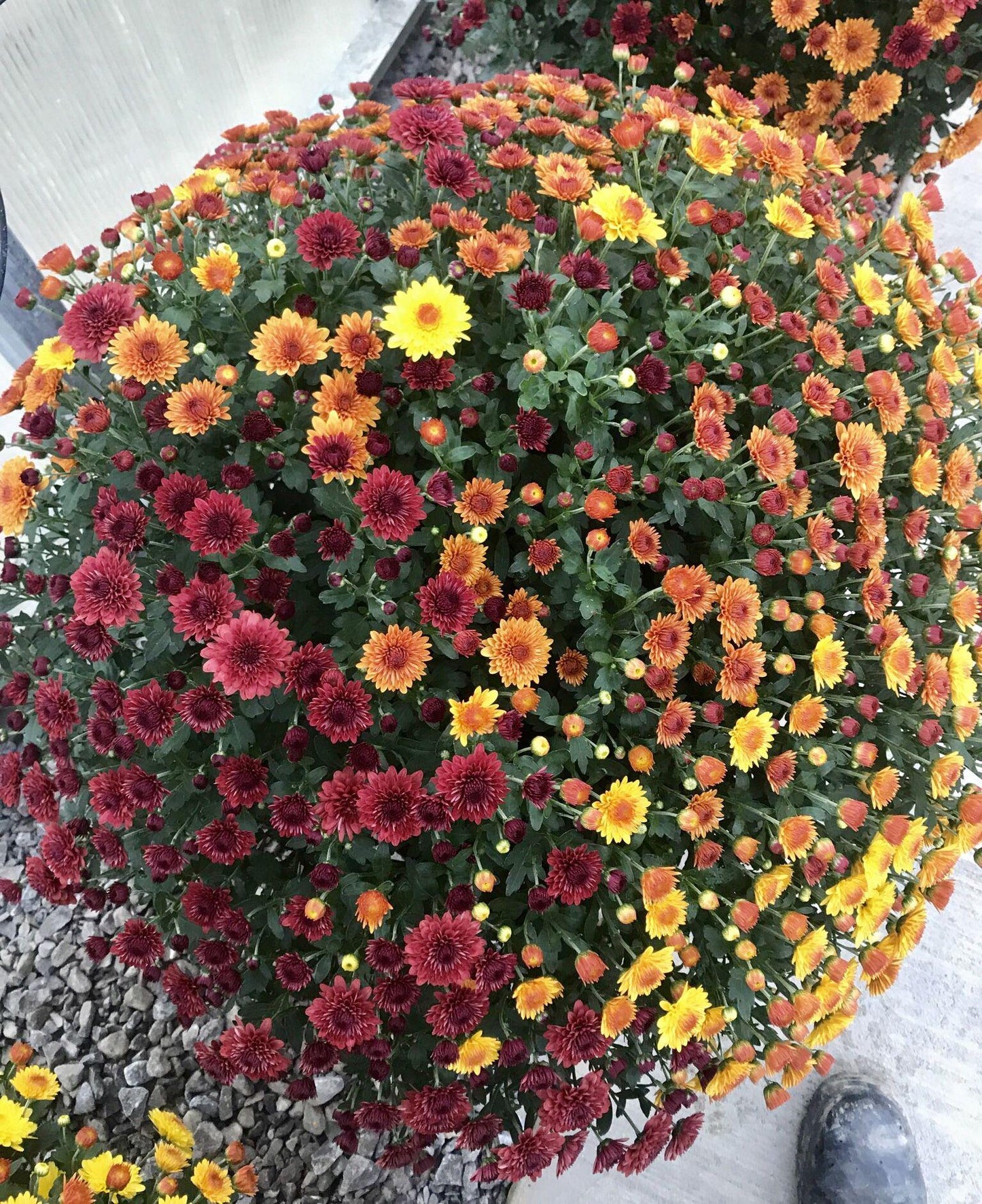 Mum Mix Tri Color - View 8 from www redcrocus com