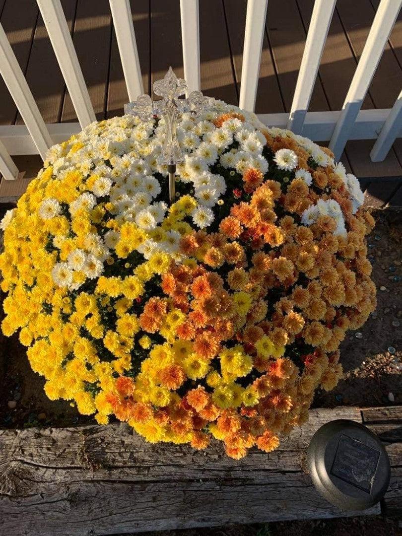 Mum Mix Tri Color - View 9 from www redcrocus com