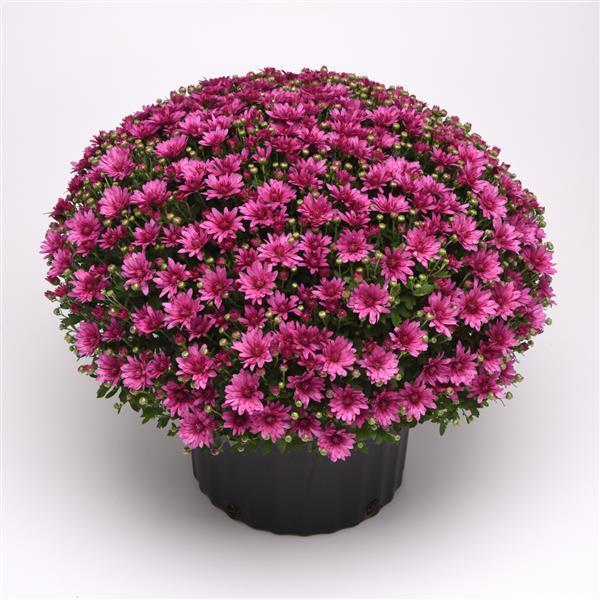 Mum Pink Padre Lilac - View 11 from www redcrocus com