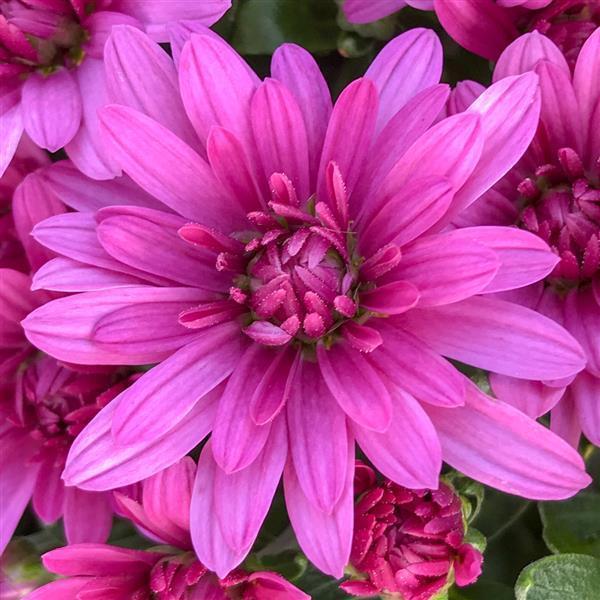 Mum Pink Padre Lilac - View 14 from www redcrocus com