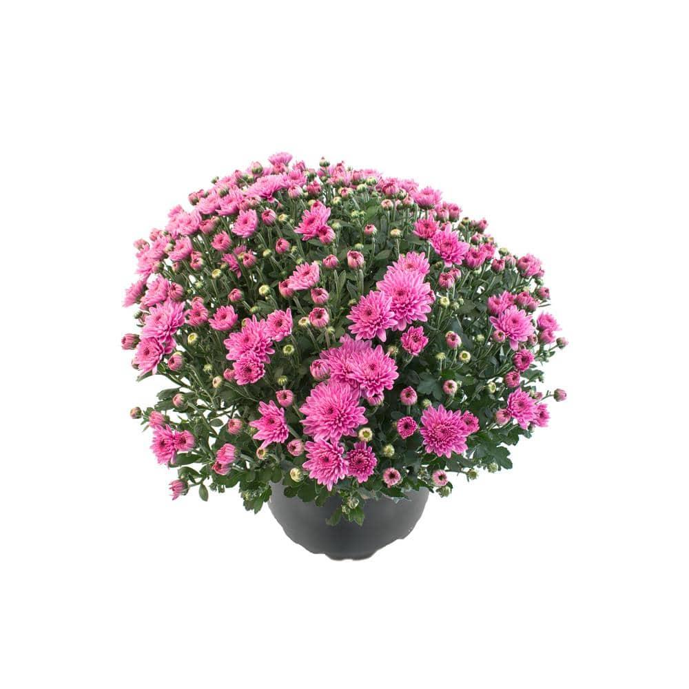 Mum Pink Padre Lilac - View 15 from www redcrocus com