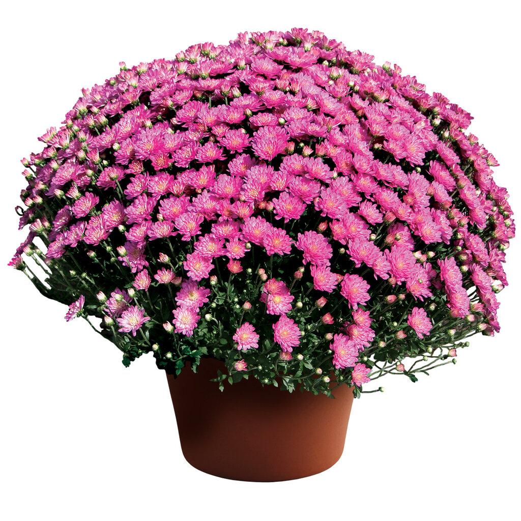 Mum Pink Padre Lilac - View 16 from www redcrocus com