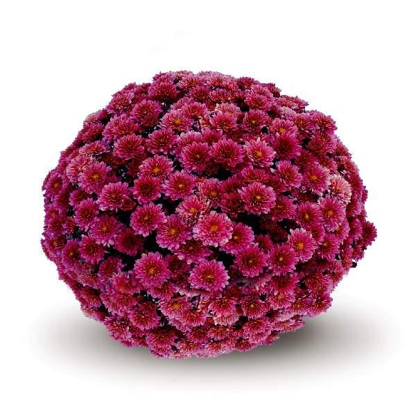 Mum Pink Padre Lilac - View 3 from www redcrocus com
