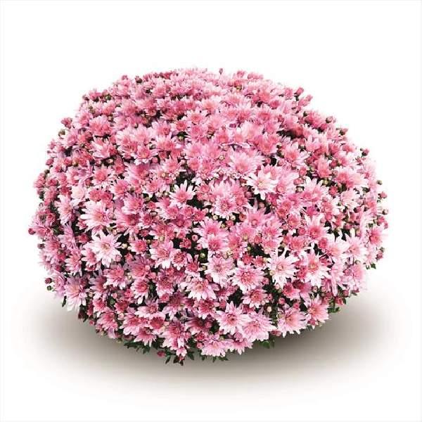 Mum Pink Padre Lilac - View 4 from www redcrocus com