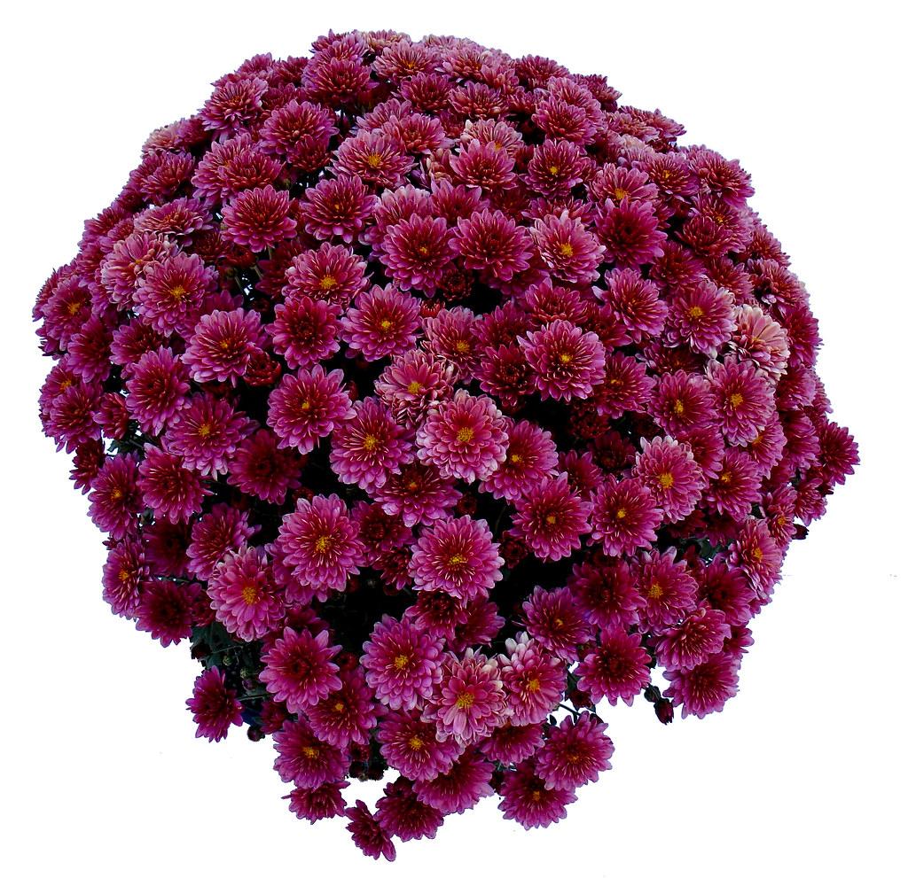 Mum Purple Padre Cerise Purple - View 2 from www redcrocus com