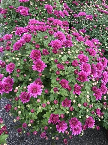 Mum Purple Padre Cerise Purple - View 7 from www redcrocus com