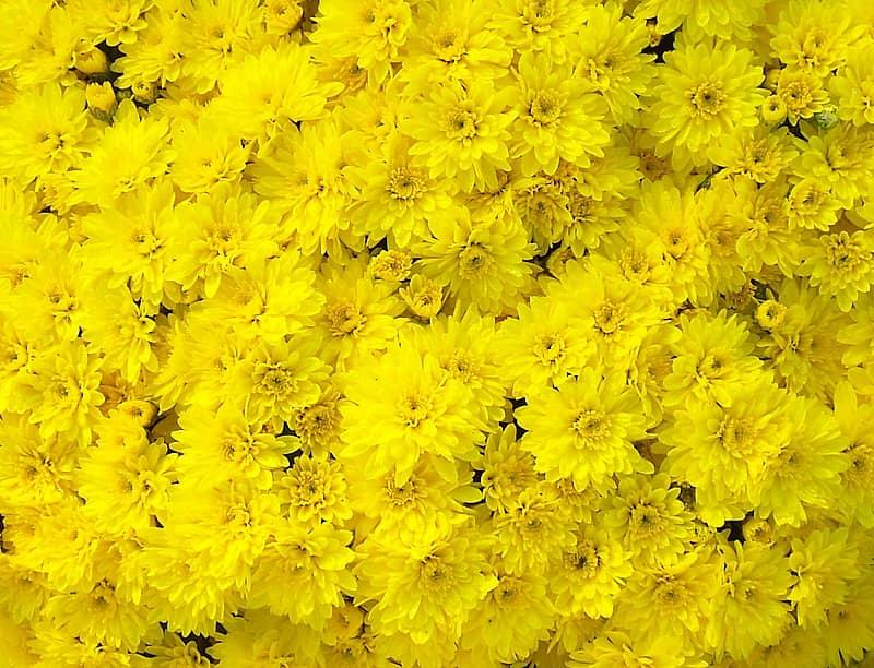 Mum Yellow Conaco Yellow - View 11 from www redcrocus com