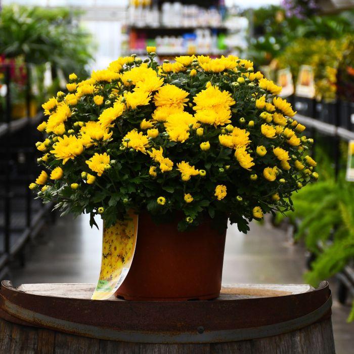 Mum, Yellow Elena Gold Yellow - View 2 from www redcrocus com