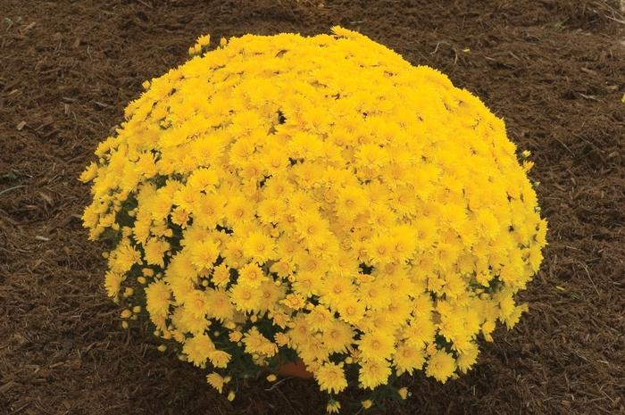 Mum, Yellow Elena Gold Yellow - View 3 from www redcrocus com