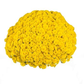 Mum, Yellow Elena Gold Yellow - View 6 from www redcrocus com
