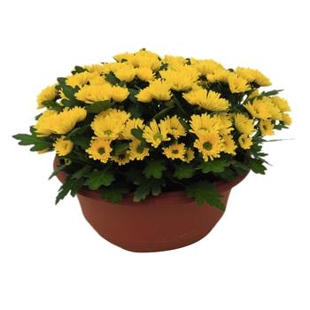 Mum, Yellow Elena Gold Yellow - View 7 from www redcrocus com