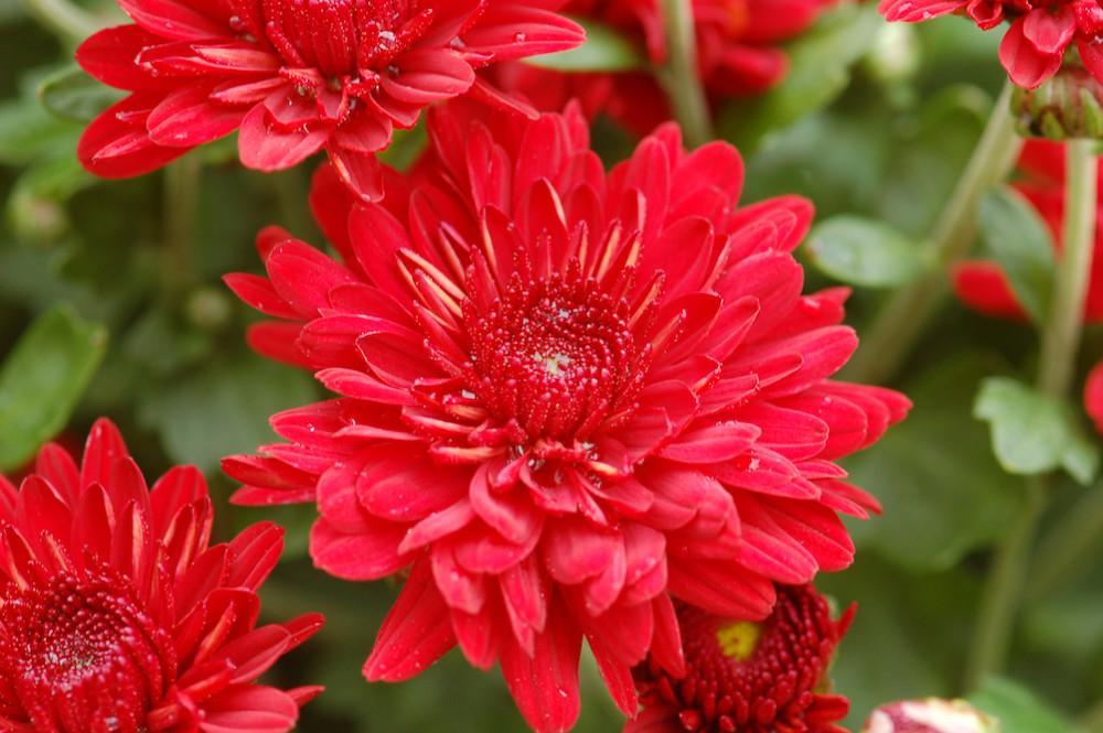 Mum Red Stellar Red - View 11 from www redcrocus com