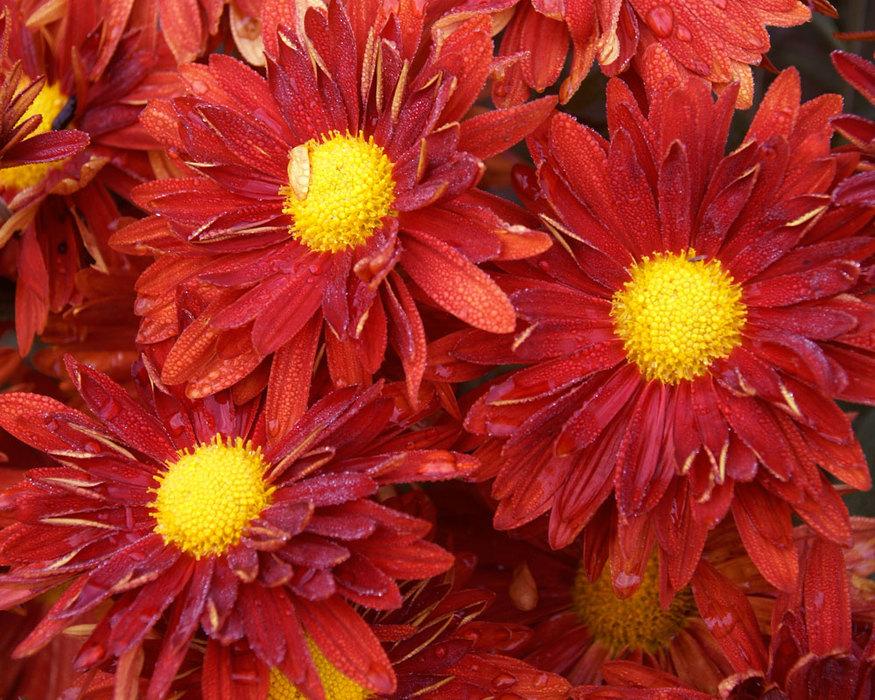 Mum Red Stellar Red - View 5 from www redcrocus com