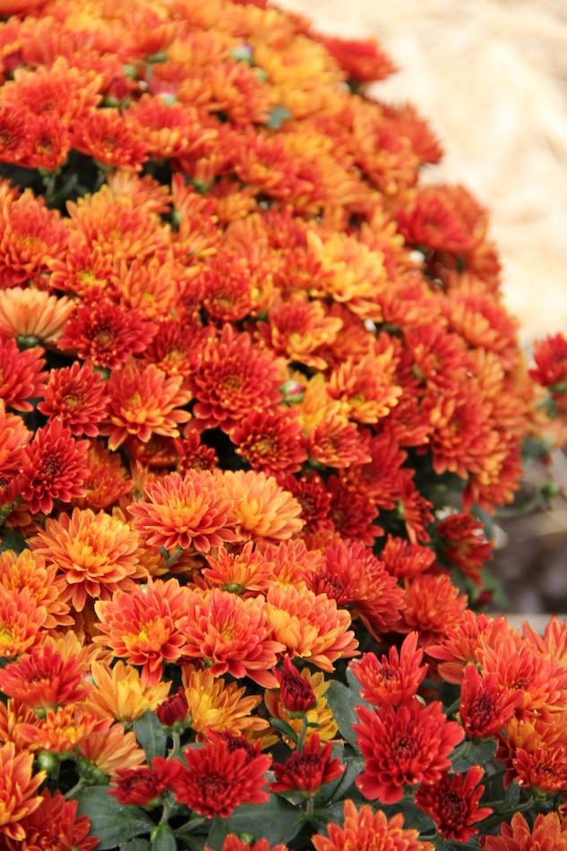 Mum Bronze Electra Amber - View 11 from www redcrocus com