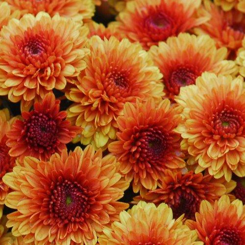 Mum Bronze Electra Amber - View 7 from www redcrocus com