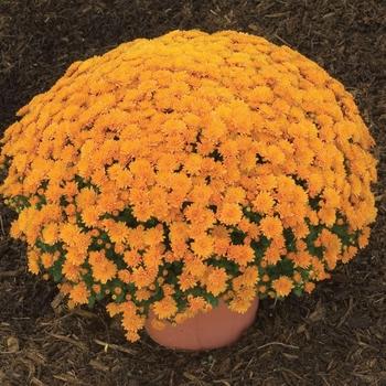 Mum Bronze Electra Amber - View 8 from www redcrocus com