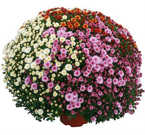 Mum Pink Staviski Pink - View 10 from www redcrocus com