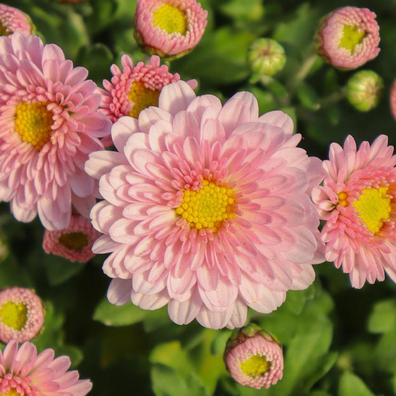 Mum Pink Staviski Pink - View 4 from www redcrocus com