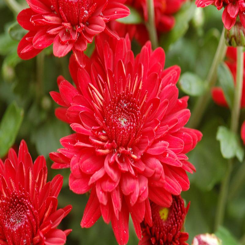 Mum Red Aideen Red Fire - View 12 from www redcrocus com