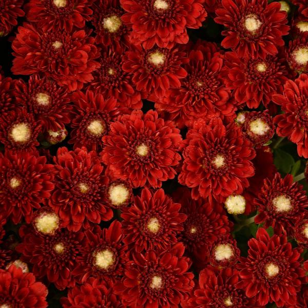 Mum Red Aideen Red Fire - View 1 from www redcrocus com