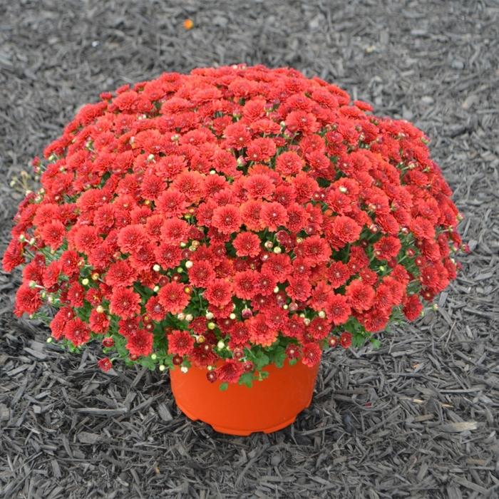 Mum Red Aideen Red Fire - View 2 from www redcrocus com