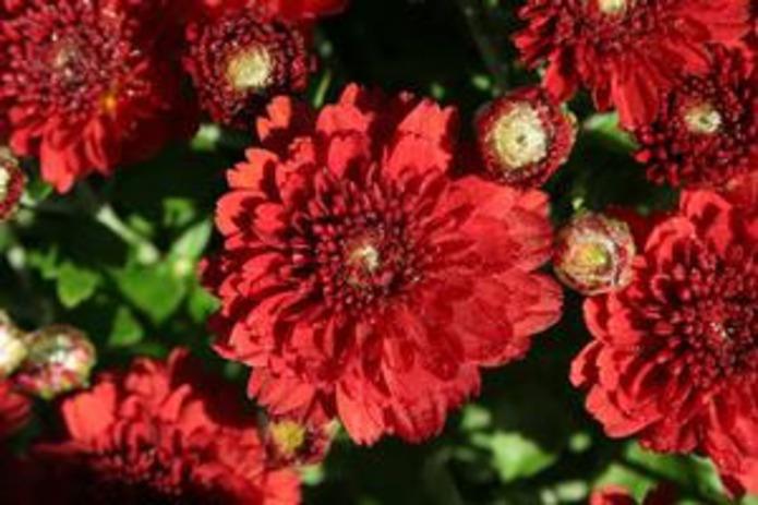 Mum Red Aideen Red Fire - View 3 from www redcrocus com