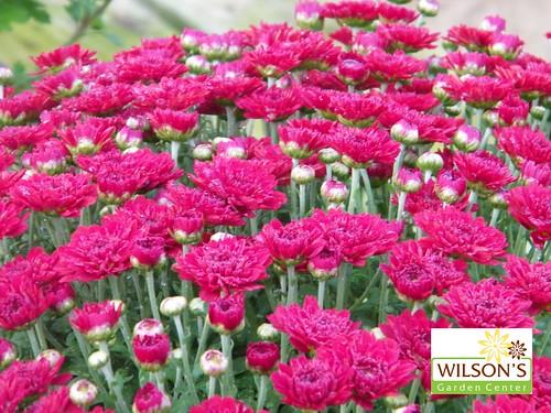Mum Red Aideen Red Fire - View 5 from www redcrocus com