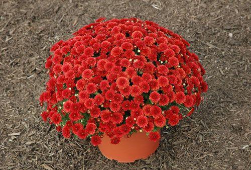 Mum Red Aideen Red Fire - View 6 from www redcrocus com