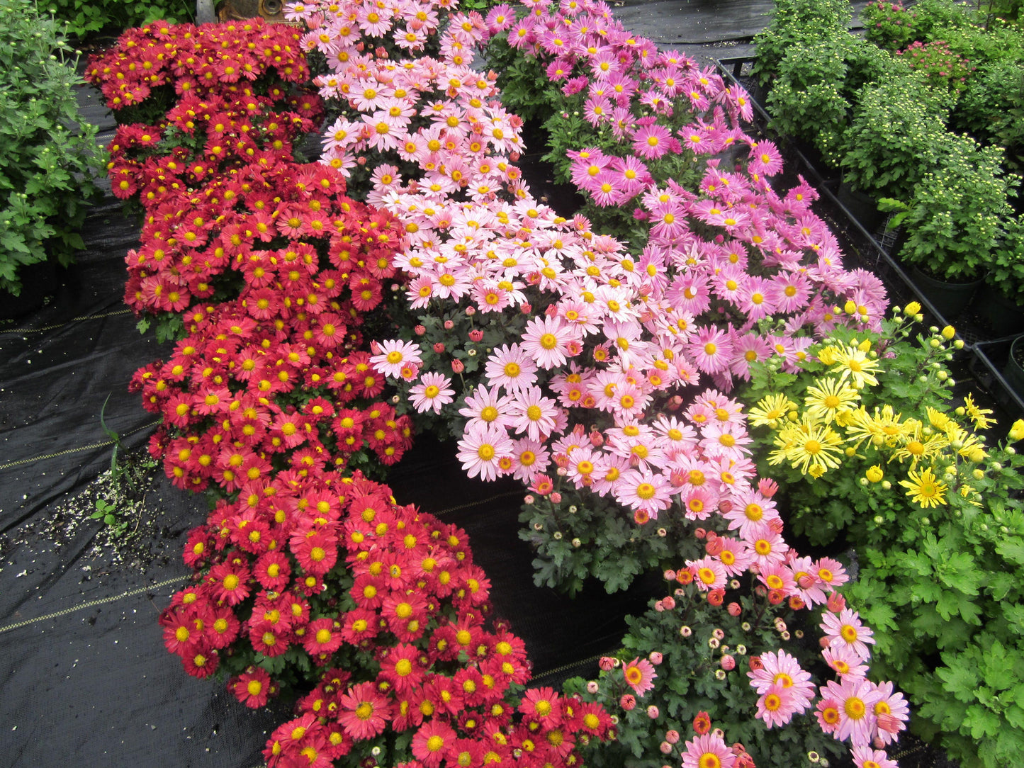 Mum Red Aideen Red Fire - View 8 from www redcrocus com