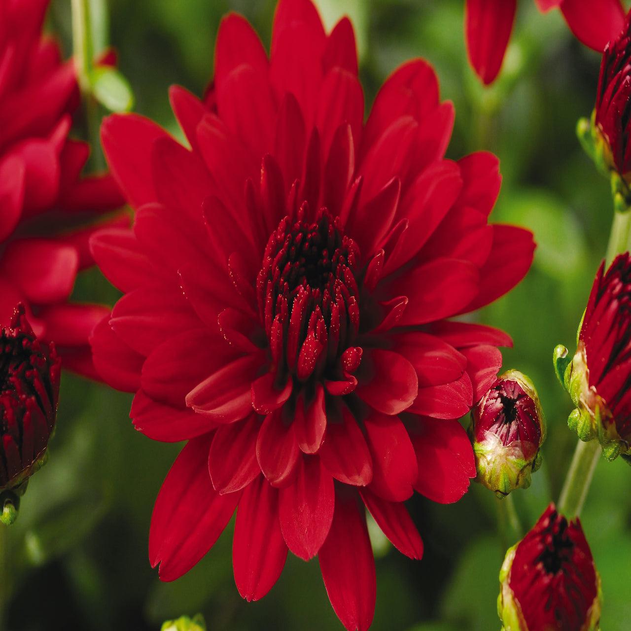 Mum Red Aideen Red Fire - View 9 from www redcrocus com