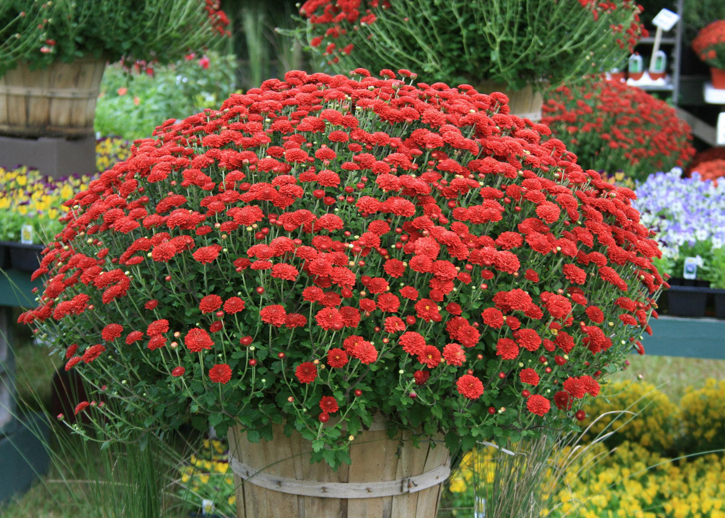 Mum, Red Hestia Hot Red - View 10 from www redcrocus com