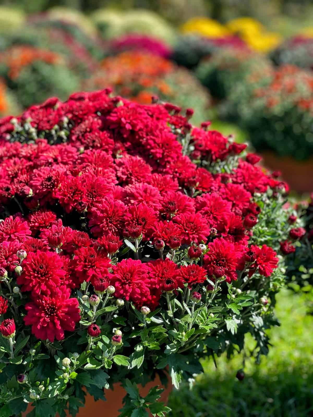 Mum, Red Hestia Hot Red - View 16 from www redcrocus com