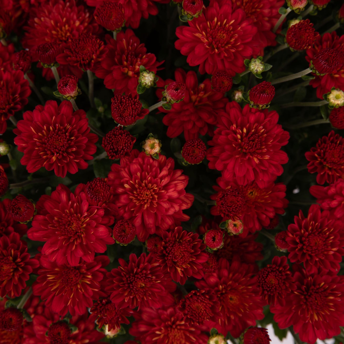 Mum, Red Hestia Hot Red - View 5 from www redcrocus com
