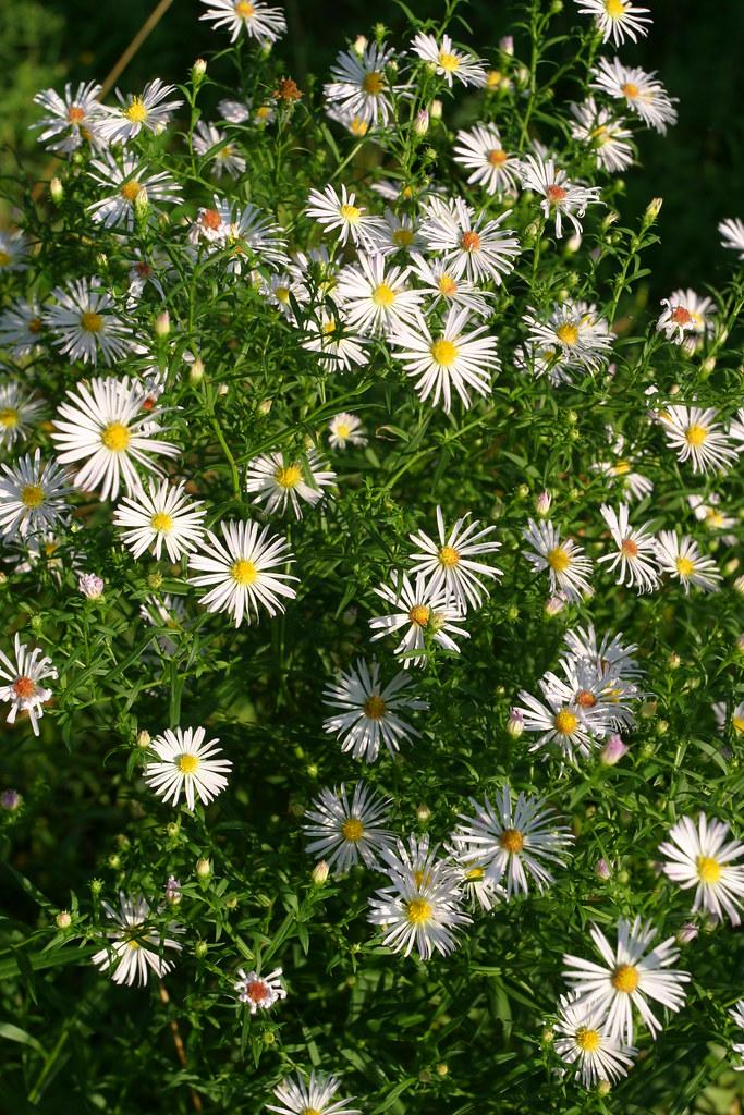 Mum Wht Starburst White - View 11 from www redcrocus com