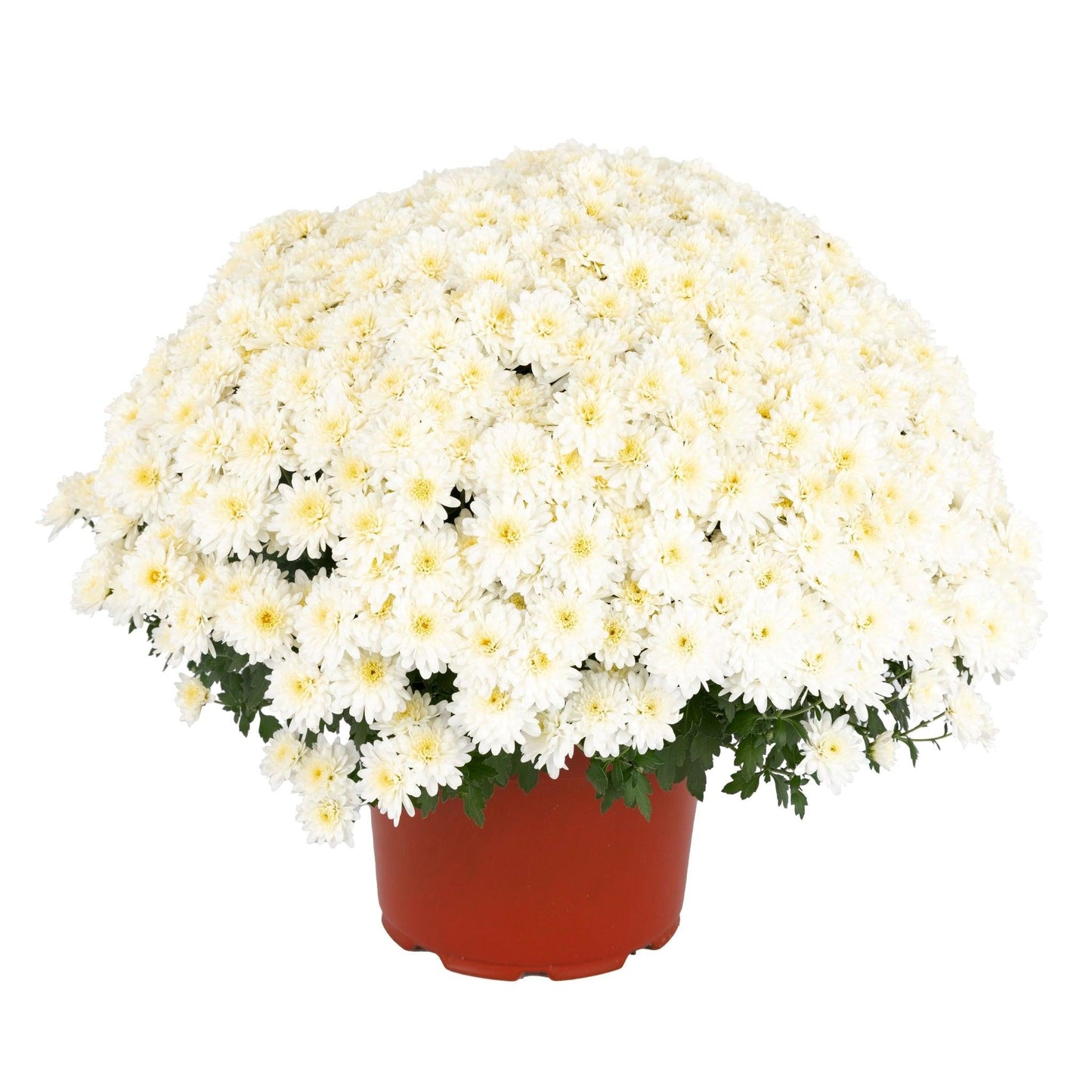 Mum, White Staviski White - View 26 from www redcrocus com