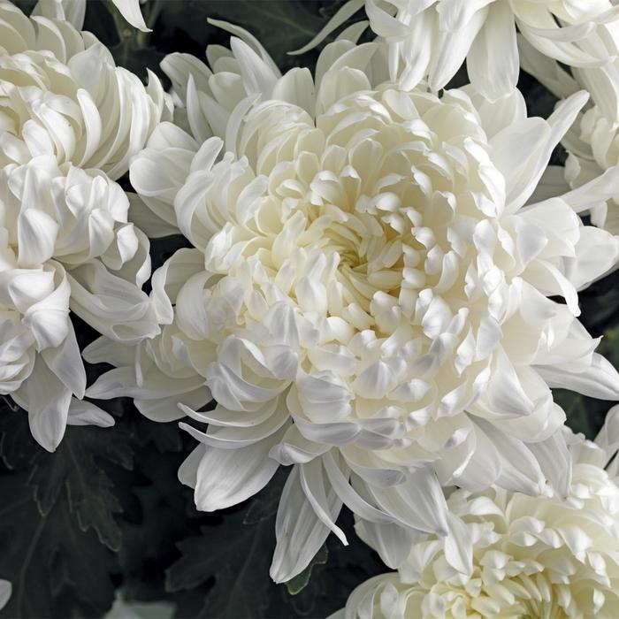 Mum, White Staviski White - View 30 from www redcrocus com