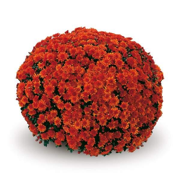 Mum Mix Padre Cerise Orange Yellow - View 12 from www redcrocus com
