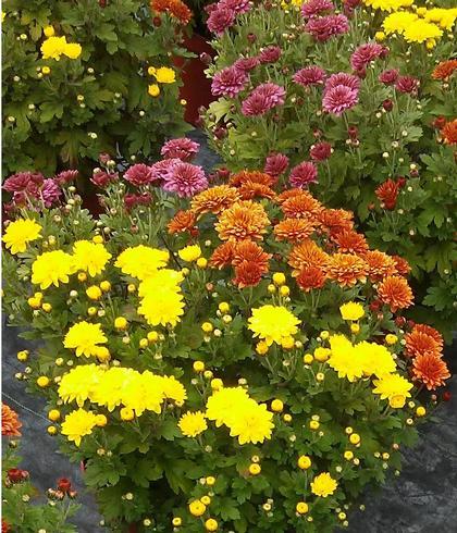 Mum Mix Padre Cerise Orange Yellow - View 2 from www redcrocus com