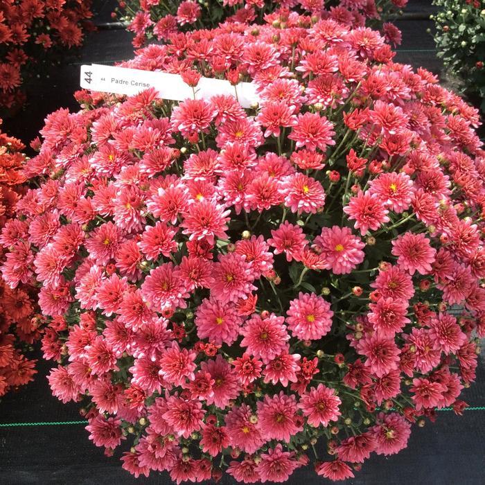 Mum Mix Padre Cerise Orange Yellow - View 3 from www redcrocus com