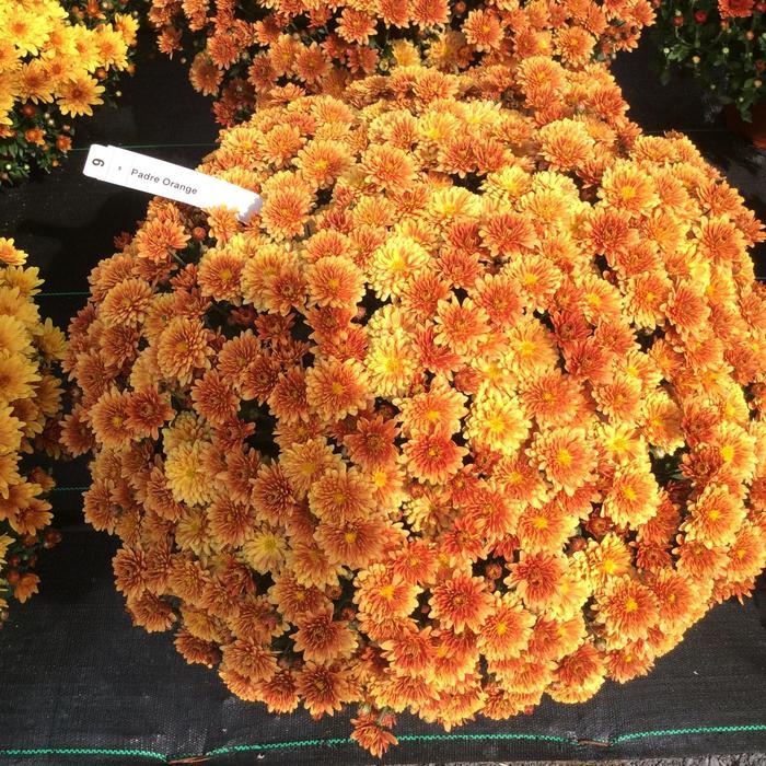 Mum Mix Padre Cerise Orange Yellow - View 4 from www redcrocus com