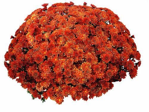 Mum Mix Padre Cerise Orange Yellow - View 7 from www redcrocus com