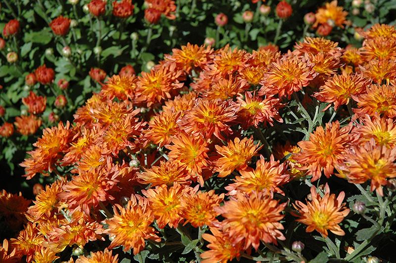 Mum Mix Padre Cerise Orange Yellow - View 8 from www redcrocus com