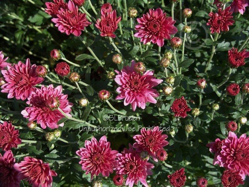 Mum Mix Padre Cerise Orange Yellow - View 9 from www redcrocus com
