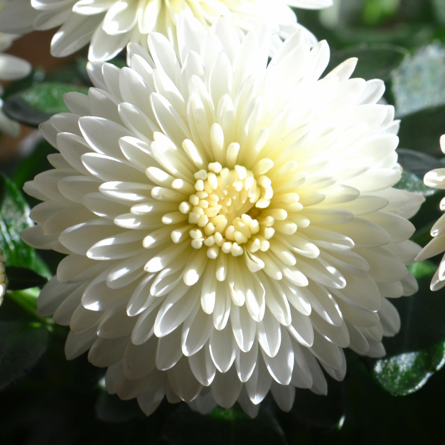 Mum Mix Cheryl Frosty Jolly Spicy Sparkling - View 11 from www redcrocus com