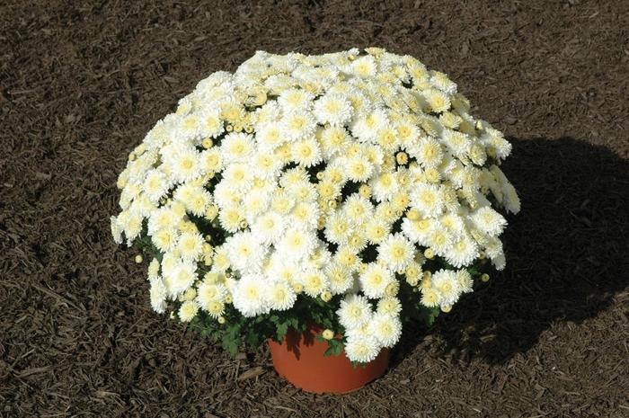 Mum Mix Cheryl Frosty Jolly Spicy Sparkling - View 12 from www redcrocus com