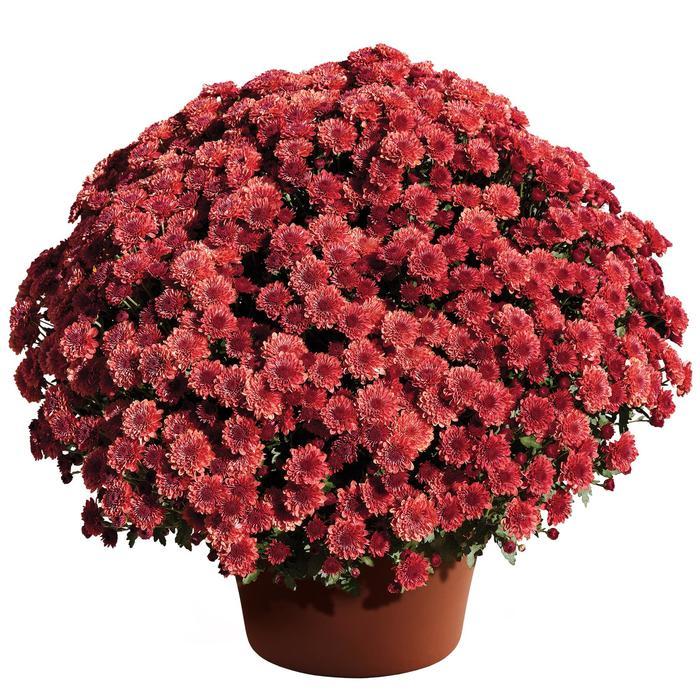 Mum Mix Cheryl Frosty Jolly Spicy Sparkling - View 2 from www redcrocus com