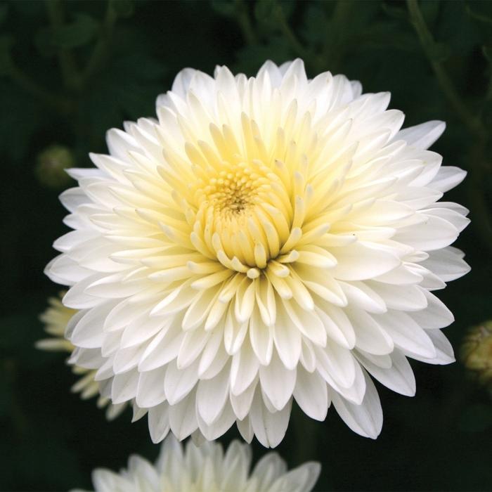 Mum Mix Cheryl Frosty Jolly Spicy Sparkling - View 5 from www redcrocus com