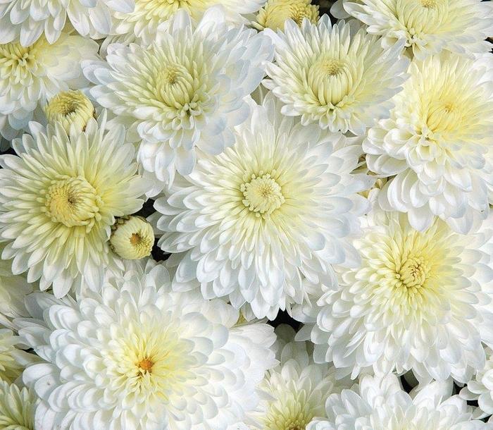 Mum Mix Cheryl Frosty Jolly Spicy Sparkling - View 6 from www redcrocus com
