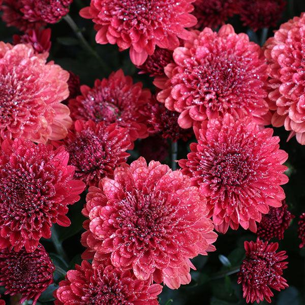 Mum Mix Cheryl Frosty Jolly Spicy Sparkling - View 8 from www redcrocus com